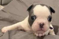 Bingo, a female French Bulldog for sale in Summerville, SC – 9 of 10