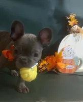 Rusty, a male French Bulldog for sale in Summerville, SC – 6 of 9