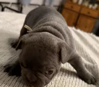 Rusty, a male French Bulldog for sale in Summerville, SC – 7 of 10
