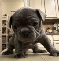 Buddy, a male French Bulldog for sale in Summerville, SC – 3 of 10