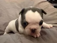 Bingo, a female French Bulldog for sale in Summerville, SC – 4 of 10