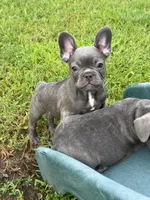 Rusty, a male French Bulldog for sale in Summerville, SC – 1 of 9