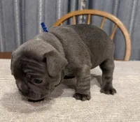 Buddy, a male French Bulldog for sale in Summerville, SC – 5 of 10