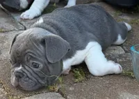 Jack, a male French Bulldog for sale in Summerville, SC – 3 of 6