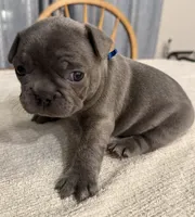 Buddy, a male French Bulldog for sale in Summerville, SC – 9 of 10
