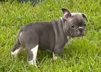 Jack, a male French Bulldog for sale in Summerville, SC – 4 of 6