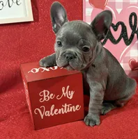 Beau, a male French Bulldog for sale in Summerville, SC – Photo 4 of 6