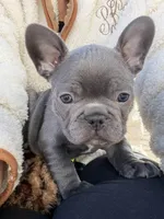 Beau, a male French Bulldog for sale in Summerville, SC – Photo 3 of 6