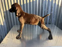 Male 2, a male German Shorthaired Pointer for sale in Anaheim, CA – 2 of 3