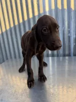 Female 3, a female German Shorthaired Pointer for sale in Anaheim, CA – 2 of 2
