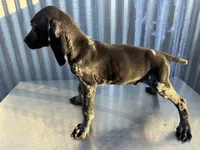 Male 4, a male German Shorthaired Pointer for sale in Anaheim, CA – 1 of 3