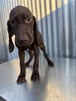 Male 1, a male German Shorthaired Pointer for sale in Anaheim, CA – 2 of 4