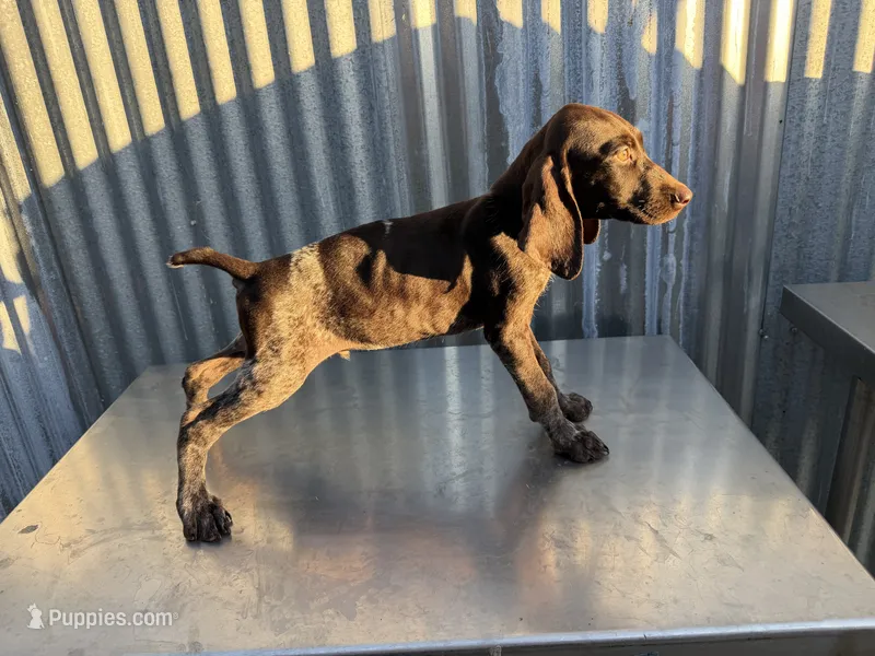 Male 2 – German Shorthaired Pointer puppy for sale in Anaheim, CA