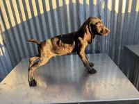 Male 2, a male German Shorthaired Pointer for sale in Anaheim, CA – 1 of 3