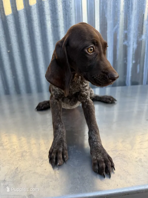 Female 2 – German Shorthaired Pointer puppy for sale in Anaheim, CA