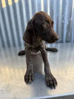 Female 2, a female German Shorthaired Pointer for sale in Anaheim, CA – 1 of 3