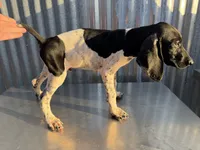 Male 3, a male German Shorthaired Pointer for sale in Anaheim, CA – 1 of 3