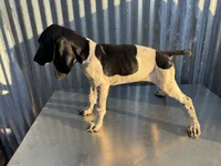 Male 3, a male German Shorthaired Pointer for sale in Anaheim, CA – 2 of 3