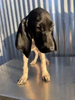 Male 3, a male German Shorthaired Pointer for sale in Anaheim, CA – 3 of 3