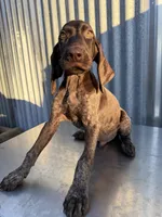 Male 2, a male German Shorthaired Pointer for sale in Anaheim, CA – 3 of 3