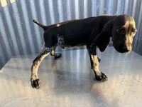 Male 4, a male German Shorthaired Pointer for sale in Anaheim, CA – 3 of 3
