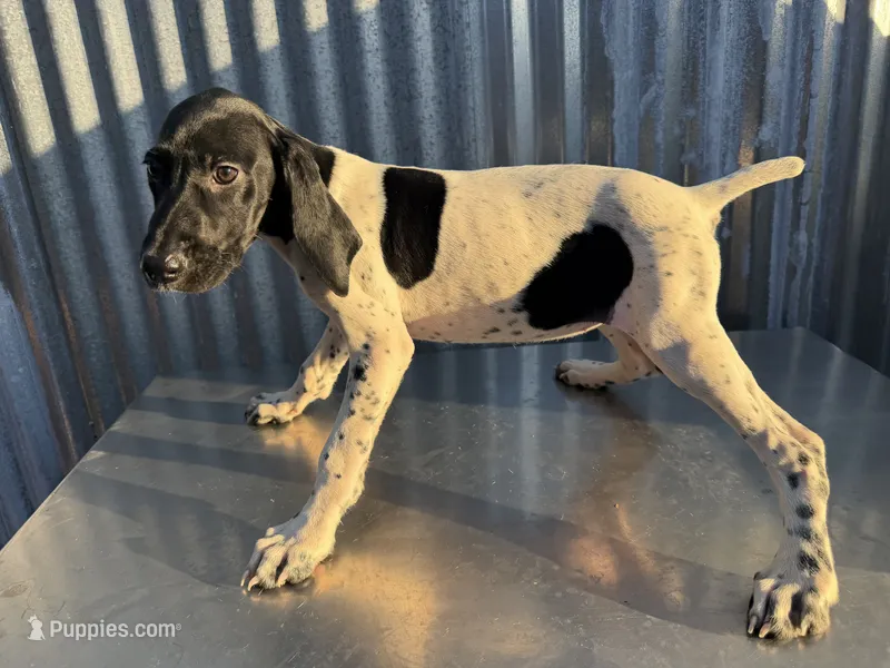 Female 1 – German Shorthaired Pointer puppy for sale in Anaheim, CA