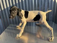 Female 1, a female German Shorthaired Pointer for sale in Anaheim, CA – 1 of 3