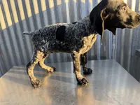 Male 5, a male German Shorthaired Pointer for sale in Anaheim, CA – 2 of 2