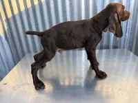 Male 1, a male German Shorthaired Pointer for sale in Anaheim, CA – 3 of 4