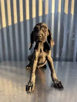 Male 4, a male German Shorthaired Pointer for sale in Anaheim, CA – 2 of 3