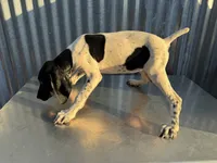 Female 1, a female German Shorthaired Pointer for sale in Anaheim, CA – 3 of 3