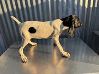 Female 1, a female German Shorthaired Pointer for sale in Anaheim, CA – 2 of 3