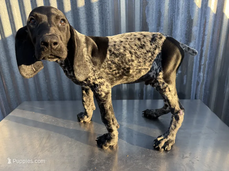 Male 5 – German Shorthaired Pointer puppy for sale in Anaheim, CA