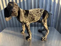 Male 5, a male German Shorthaired Pointer for sale in Anaheim, CA – 1 of 2