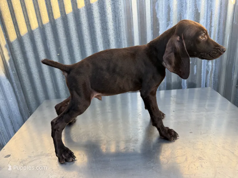 Male 1 – German Shorthaired Pointer puppy for sale in Anaheim, CA