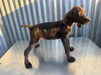 Female 2, a female German Shorthaired Pointer for sale in Anaheim, CA – 3 of 3