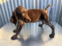 Female 2, a female German Shorthaired Pointer for sale in Anaheim, CA – 2 of 3