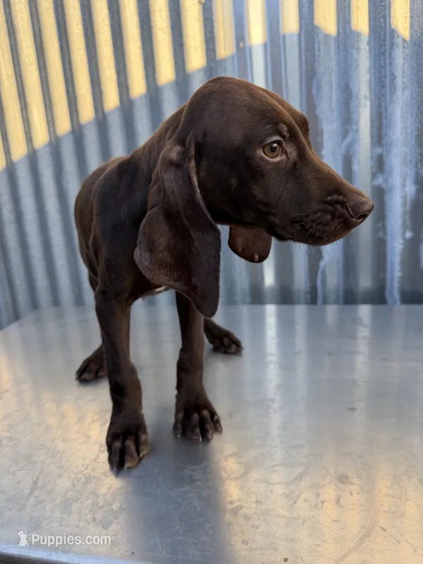 Female 3 – German Shorthaired Pointer puppy for sale in Anaheim, CA