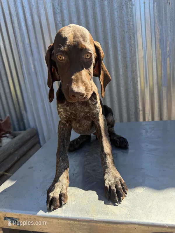Female 2 – German Shorthaired Pointer puppy for sale in Anaheim, CA