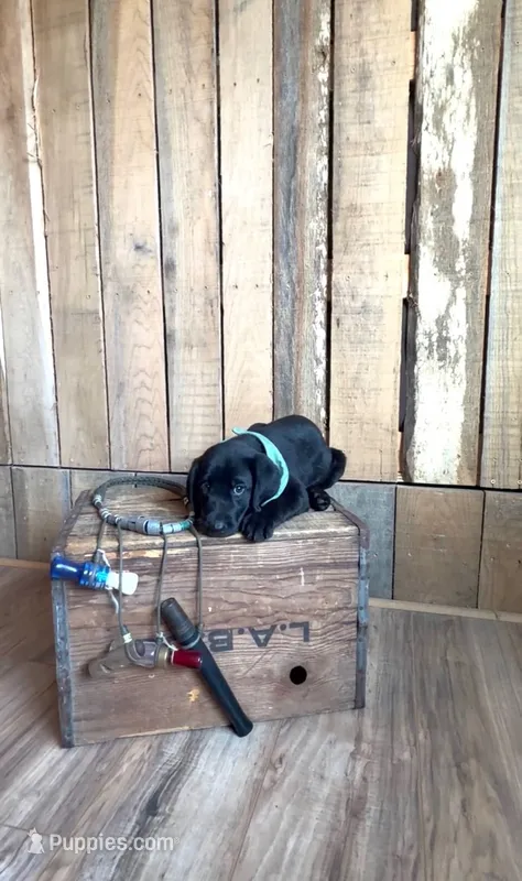 Dolly – Labrador Retriever puppy for sale in Athens, AL