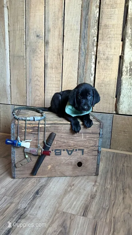 Waylon – Labrador Retriever puppy for sale in Athens, AL