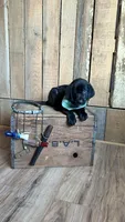 Waylon, a male Labrador Retriever for sale in Athens, AL – 1 of 1