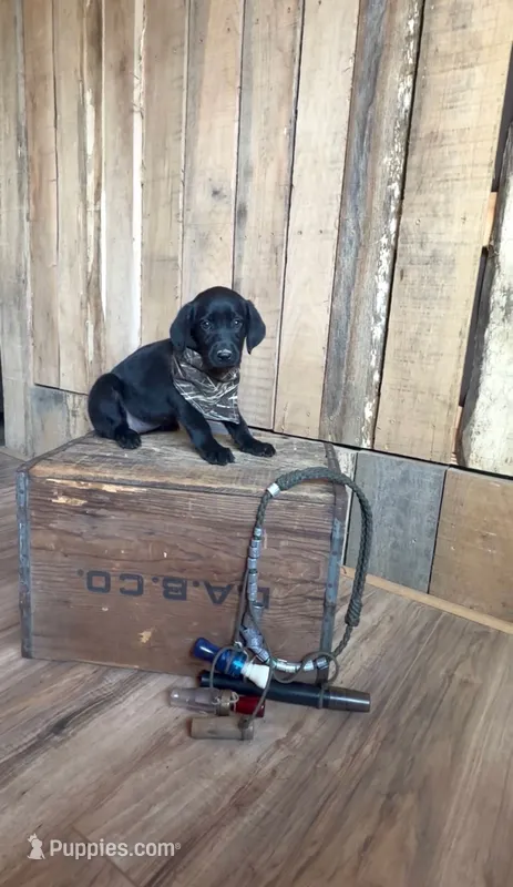 June – Labrador Retriever puppy for sale in Athens, AL