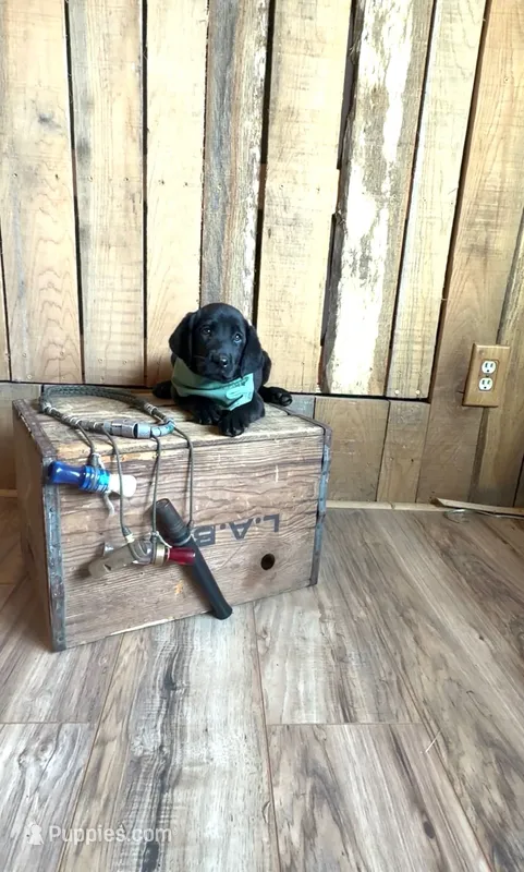 Loretta – Labrador Retriever puppy for sale in Athens, AL