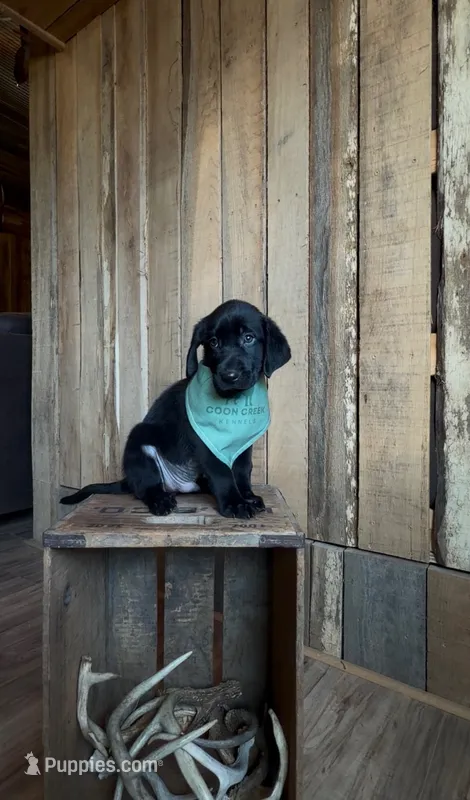Reba – Labrador Retriever puppy for sale in Athens, AL