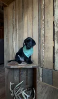 Reba, a female Labrador Retriever for sale in Athens, AL – 1 of 1