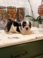 Toñita , a female English Bulldog for sale in Chicago, IL – 3 of 4