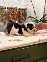Toñita , a female English Bulldog for sale in Chicago, IL – 4 of 4