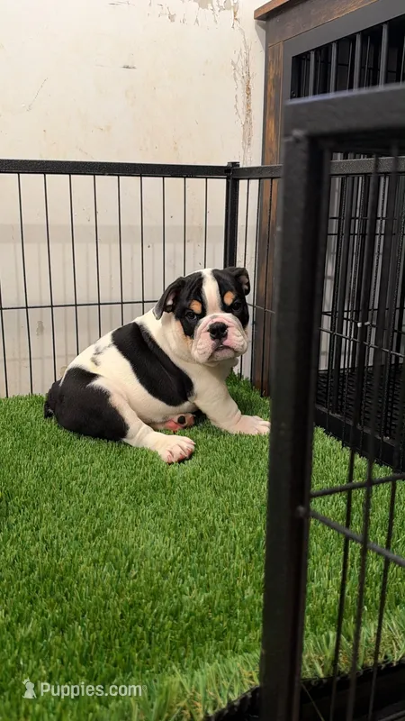 Camilo  – English Bulldog puppy for sale in Chicago, IL