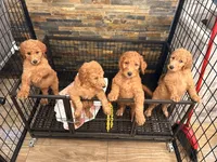 Boys & girls , a female Goldendoodle for sale in Chicago, IL – 4 of 4